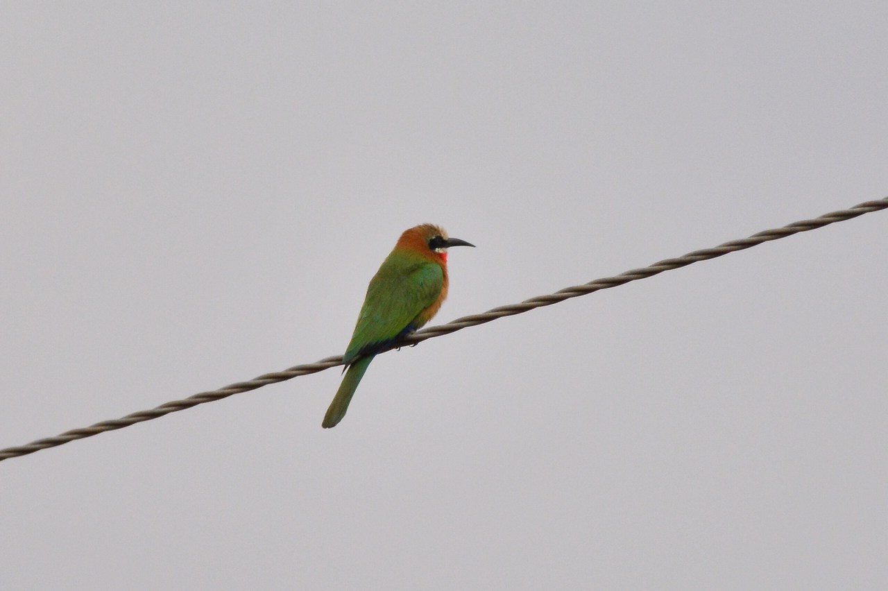 Merops bullockoides Merops bullockoides